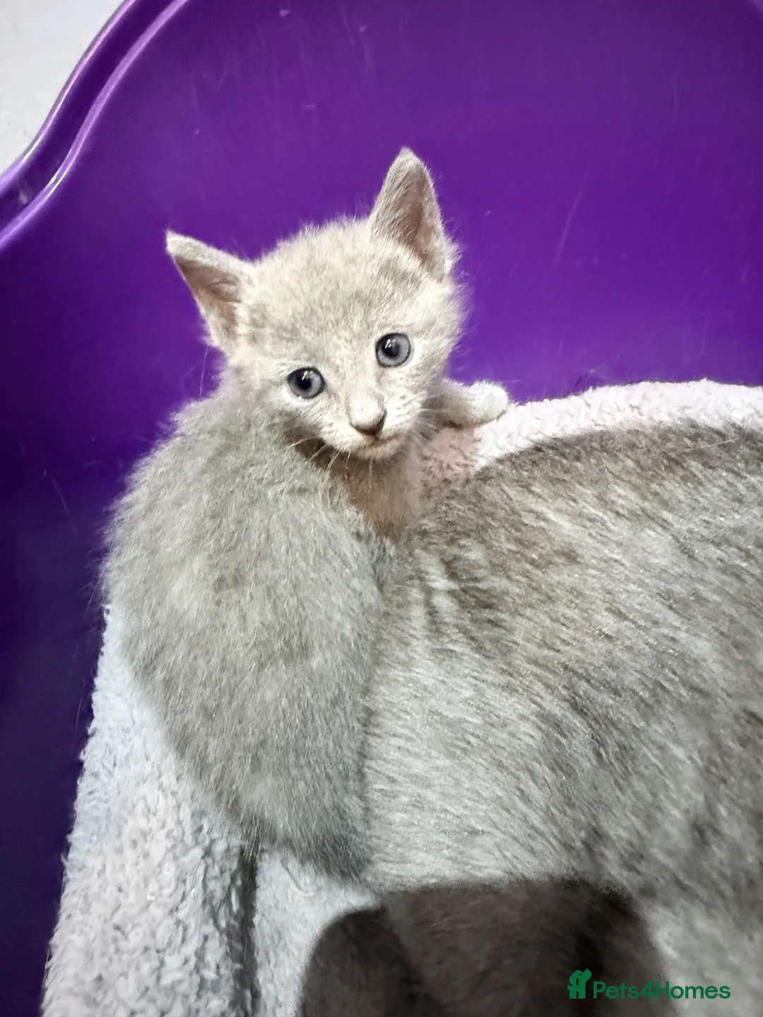 Russian Blue cats for sale: Absolutely adorable pure breed Russian blue kitten - Advert 1