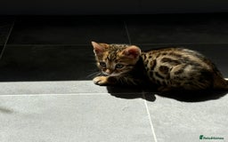 Bengal cats for sale: 😻Tica Best Bengal UK sired Kittens 🏆 🐾 🐱  - Image 21