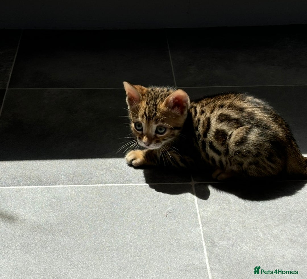 Bengal cats for sale: 😻Tica Best Bengal UK sired Kittens 🏆 🐾 🐱  - Image 21