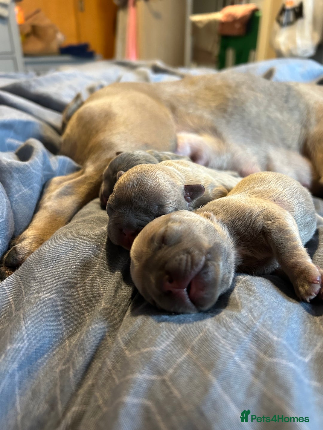 French Bulldog dogs for sale: Lilac French bulldog puppies  - Advert 5