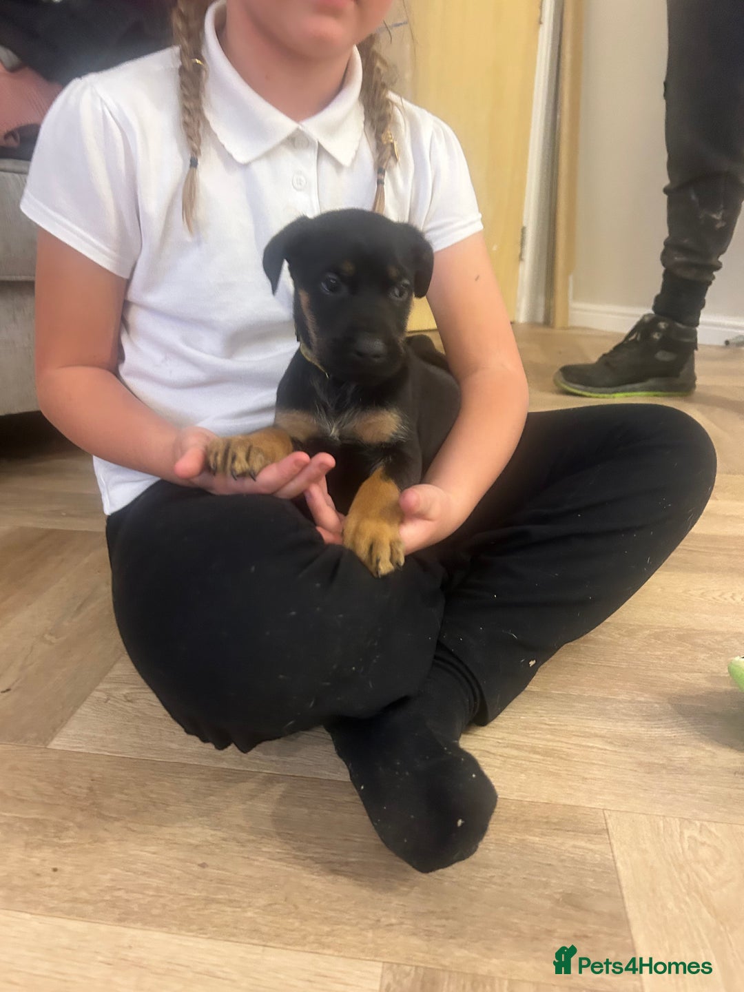 Mixed Breed dogs for sale: Doberman x cane corso  - Advert 22