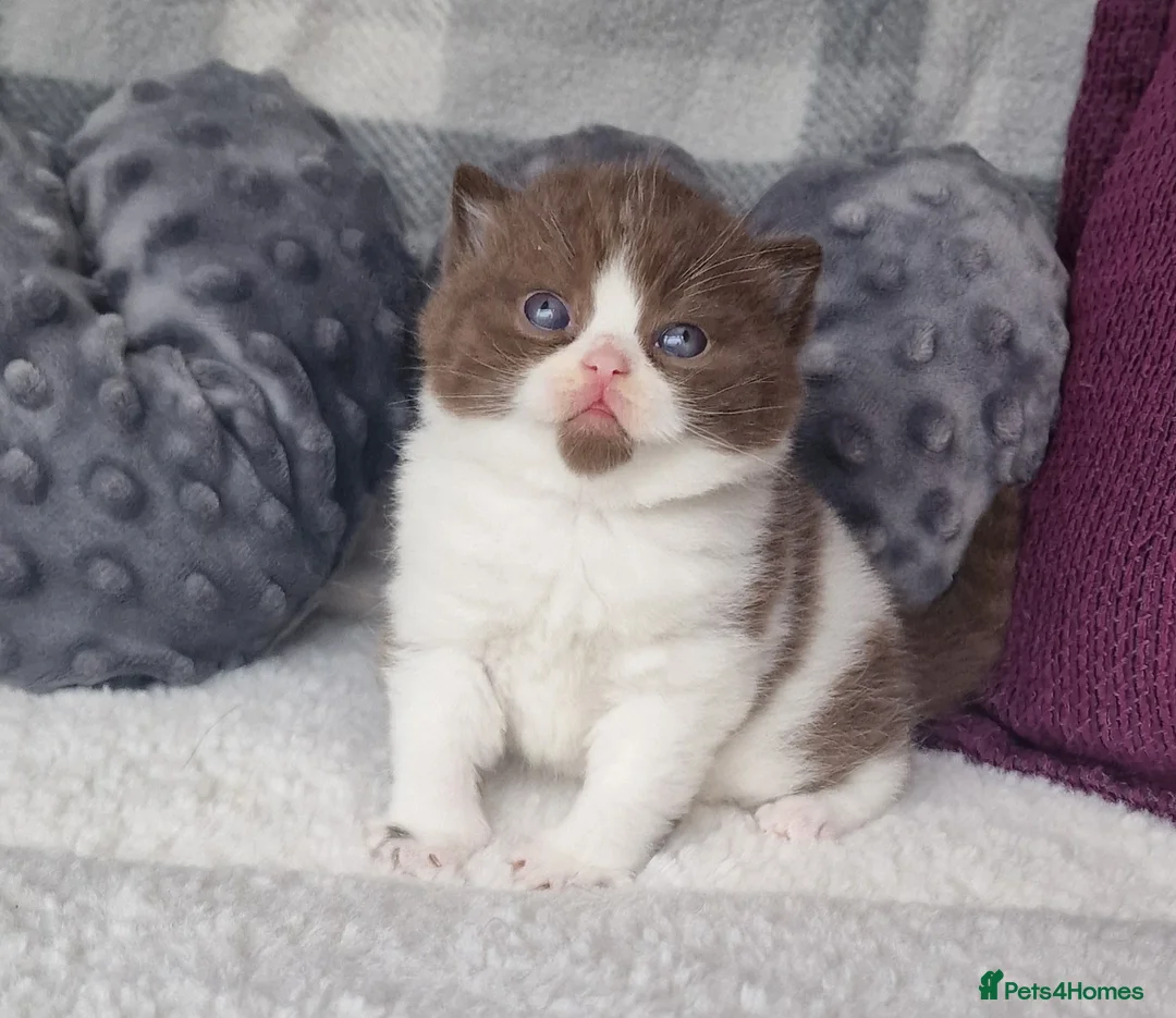 British Shorthair cats for sale: Tica reg British Shorthair kittens Champion lines - Advert 34