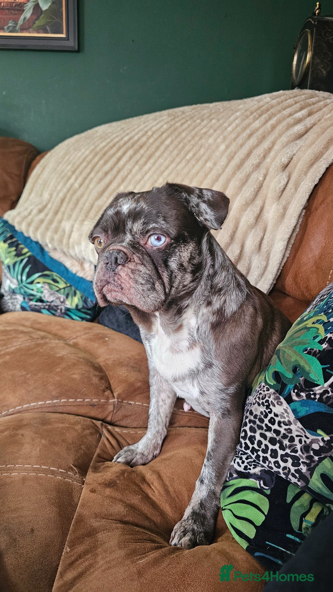 French Bulldog dogs Chocolate merle female French bulldog  - Advert 5