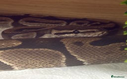 Python Snake reptiles for sale: Ball python, habitat and accessories  - Image 4