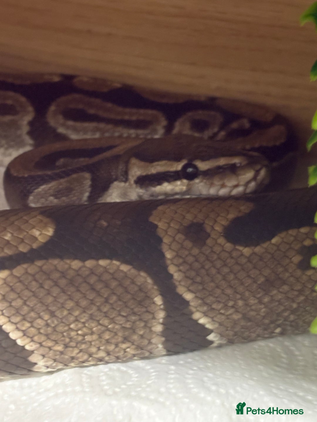 Python Snake reptiles for sale: Ball python, habitat and accessories  - Image 4