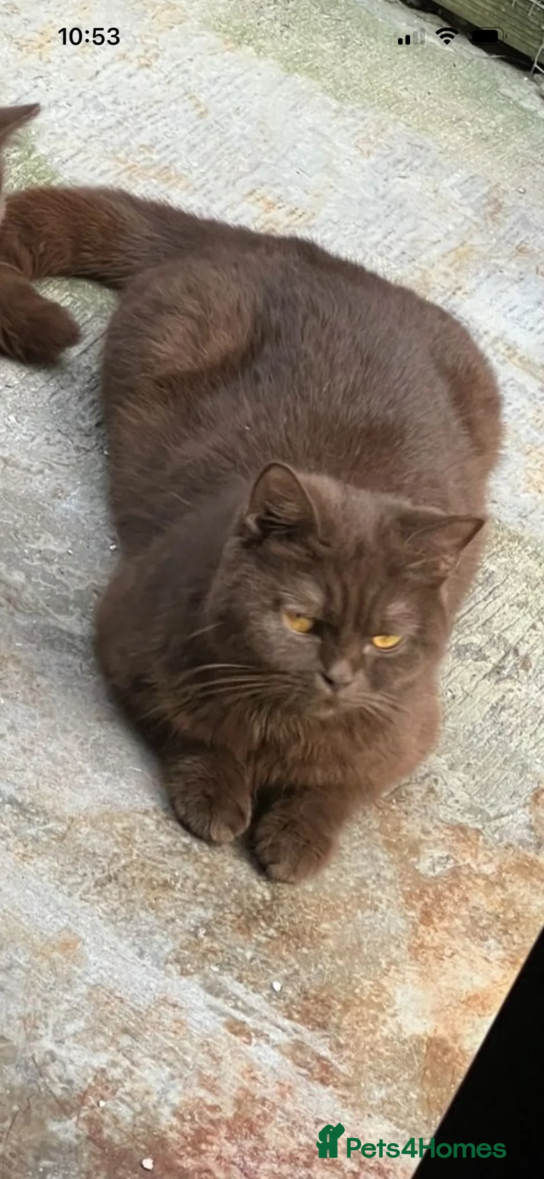 British Shorthair cats for sale: Male chocolate kitten in need of new home  - Advert 2