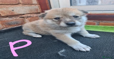 Mixed Breed dogs Czech Wolfdog × Akita/Malamute Puppies - Advert 9