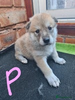 Mixed Breed dogs Czech Wolfdog × Akita/Malamute Puppies - Advert 9