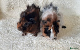 Guinea Pig rodents for sale: Pair bonded brothers  - Image 4