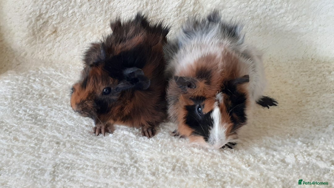 Guinea Pig rodents for sale: Pair bonded brothers  - Image 4