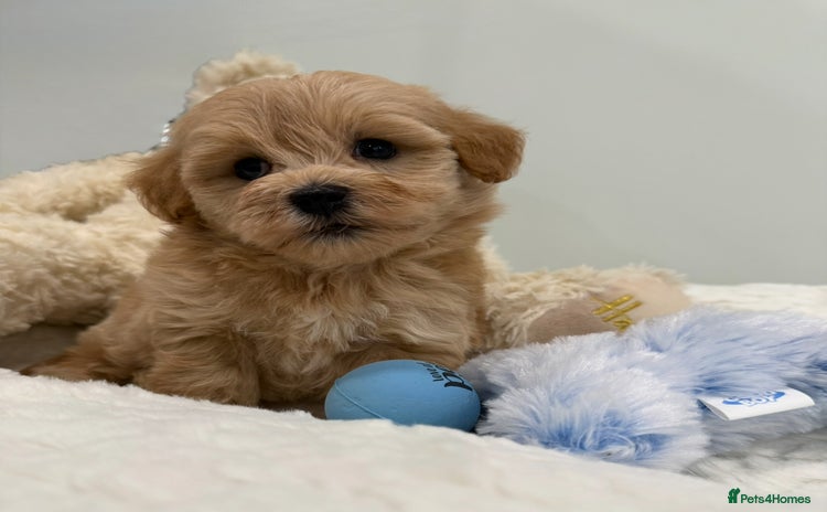 Maltipoo dogs 5 girls. fully DNA & health tested clear parents.  - Advert 2