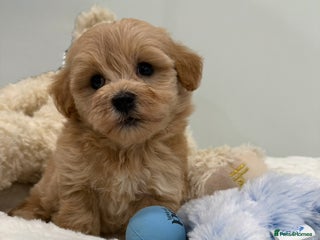 Maltipoo dogs 5 girls. fully DNA & health tested clear parents. - Advert 7