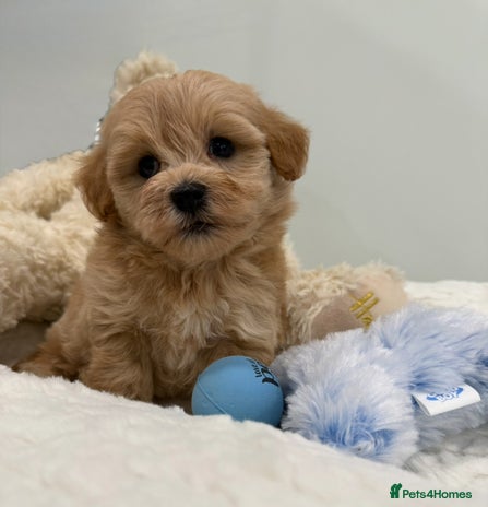 Maltipoo dogs 5 girls. fully DNA & health tested clear parents. - Advert 2