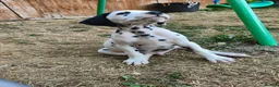 Dalmatian dogs for sale: 1 boy , 2 girls left  - Advert 21