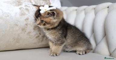 British Shorthair cats - Advert 10