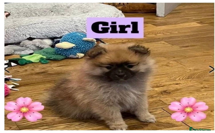 Pomeranian dogs - Advert 1