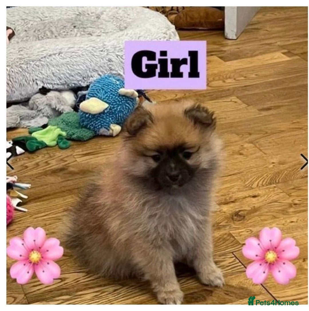 Pomeranian dogs for sale: Beautiful Full Pedigree Pomeranians - Image 4