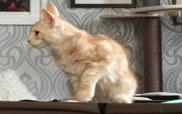 Maine Coon cats for sale: Perfect red cream boy  - Image 4