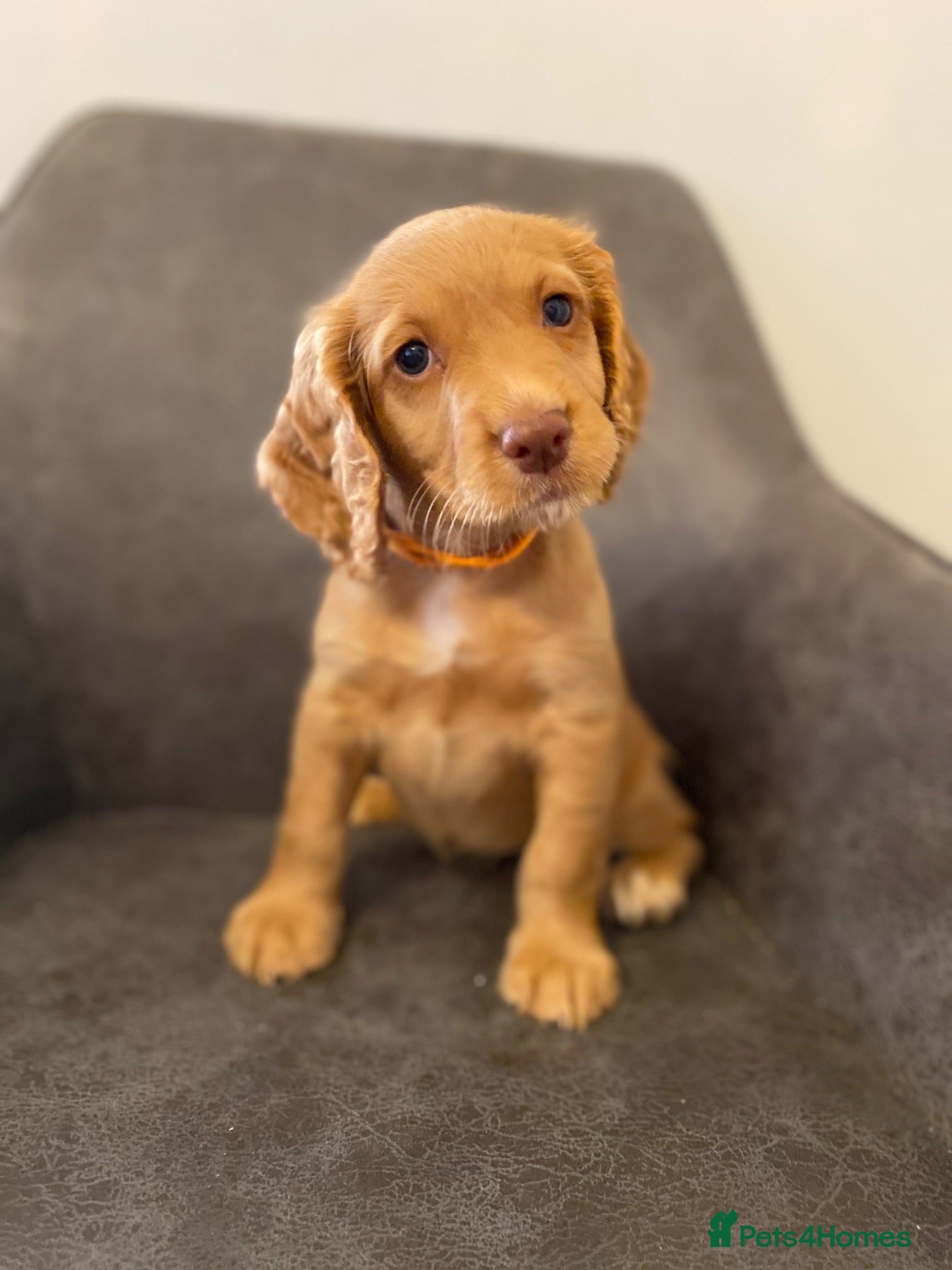 Cocker Spaniel dogs Beautiful KC Working Cocker Spaniel Puppies. - Advert 1