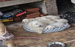 Bichon Frise dogs for sale: In search of a sweet home - Image 3