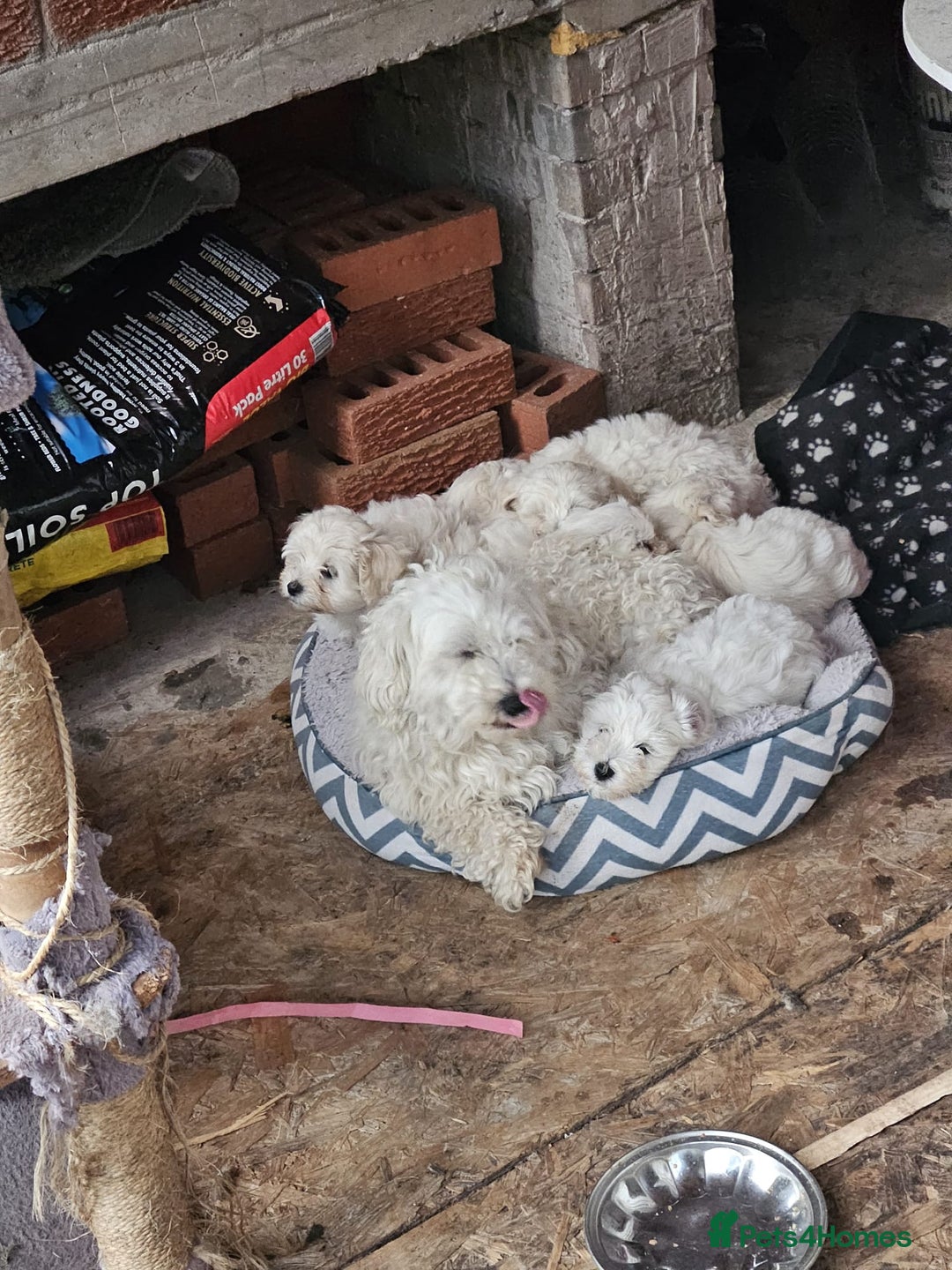 Bichon Frise dogs for sale: In search of a sweet home - Image 3