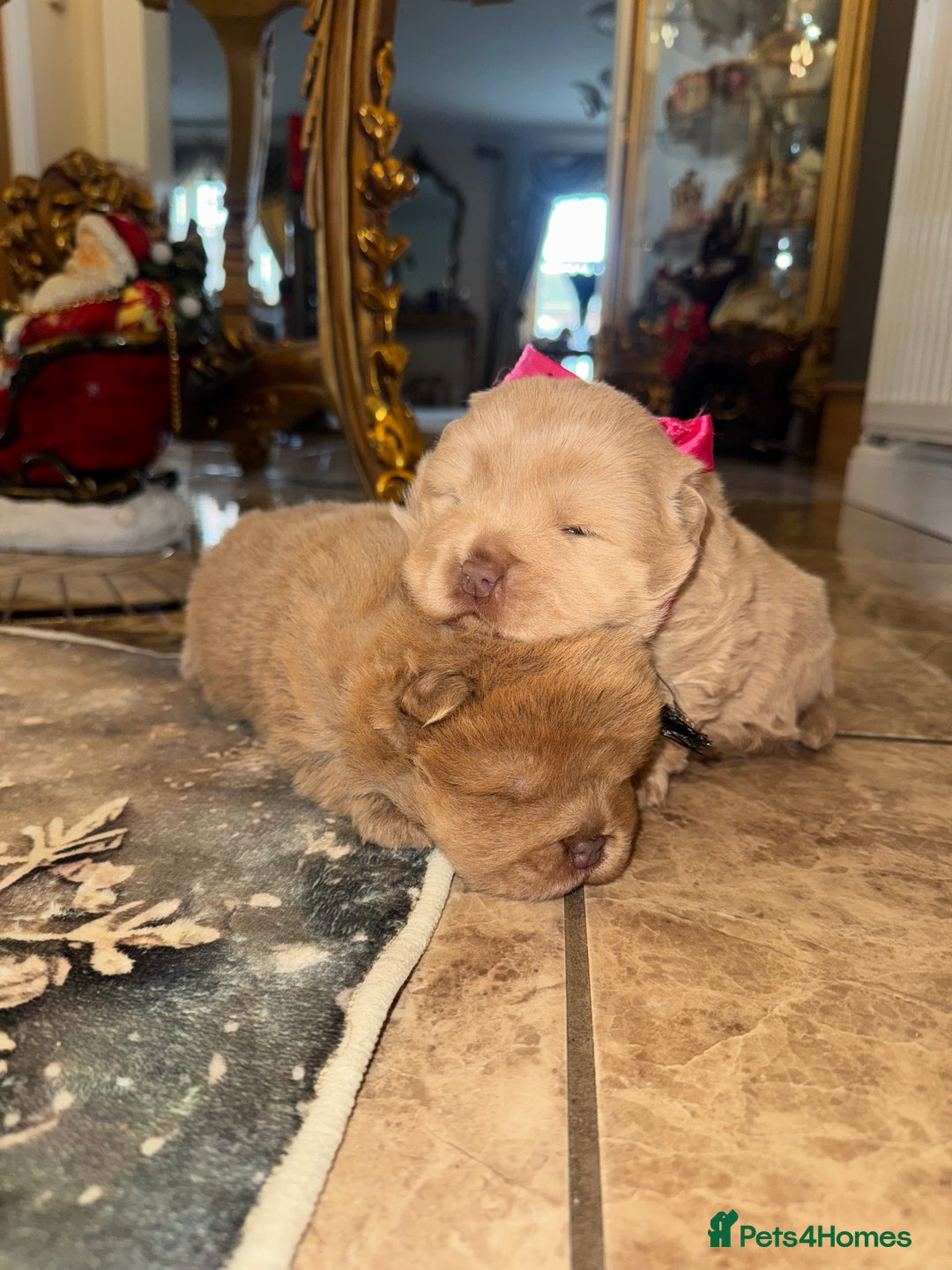 Chow Chow dogs for sale: Stunning kc reg puppies  - Advert 2