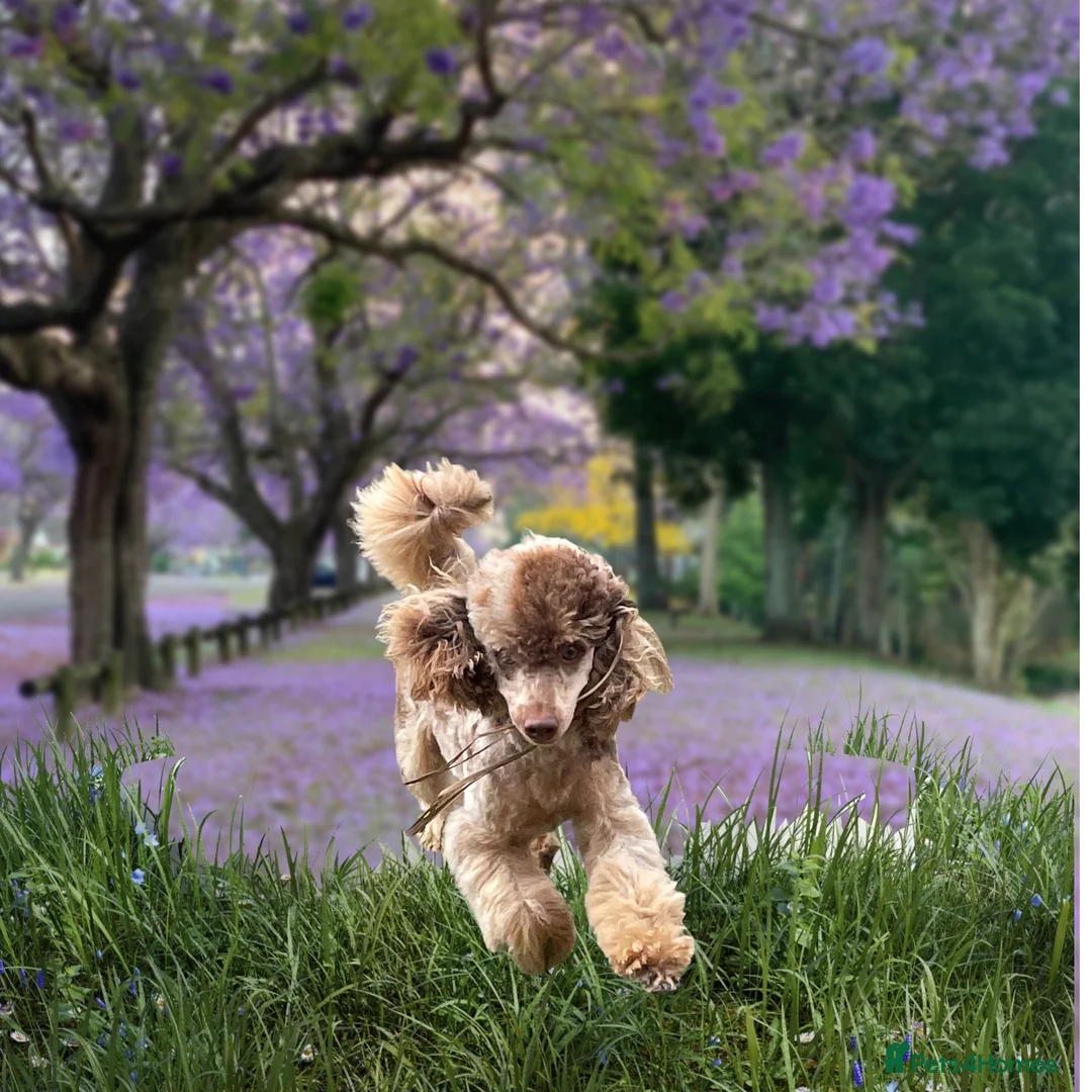 Toy Poodle dogs for stud: FOR STUD PEANUT  - Advert 6