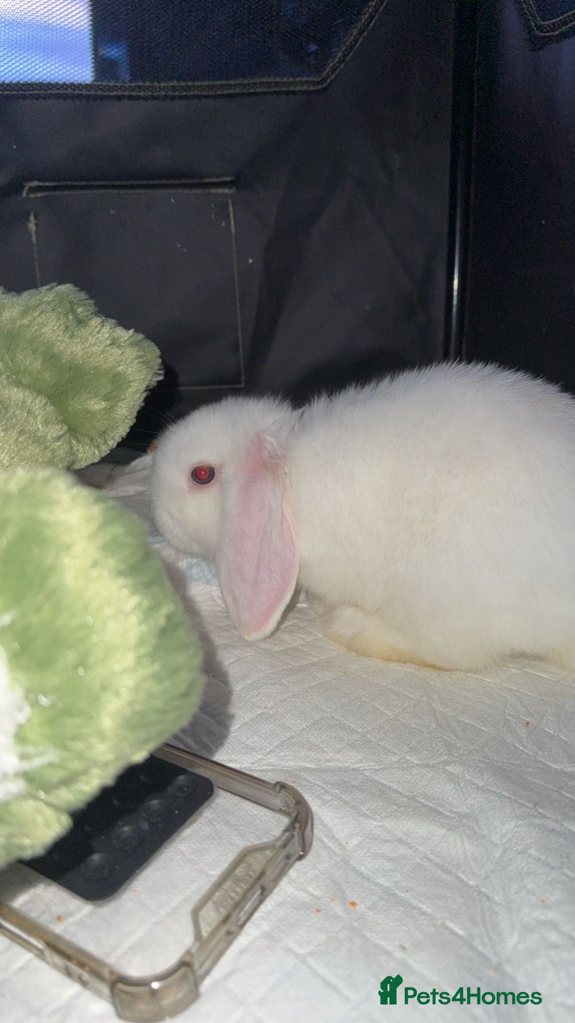 English rabbits  Beautiful soft white rabbit requires new home - Advert 1