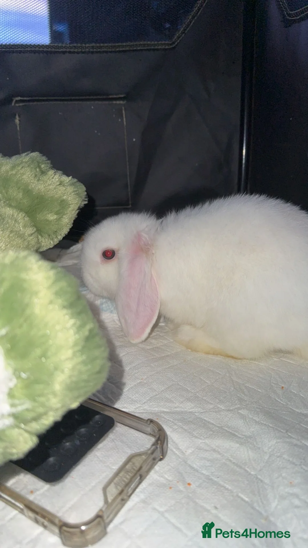 English rabbits for sale:  Beautiful soft white rabbit requires new home - Advert 1