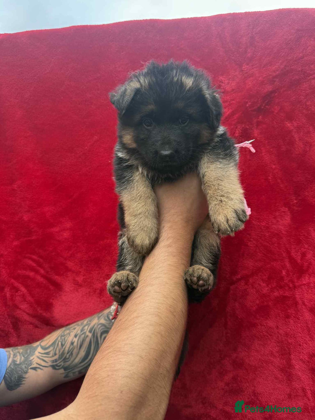 German Shepherd dogs for sale: German Shepherd Puppies  - Image 17