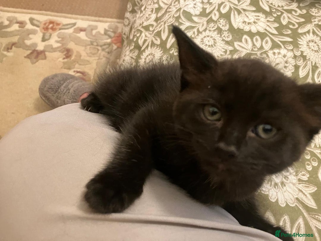 Mixed Breed cats for sale: Beautiful dark chocolate female kitten - Image 7