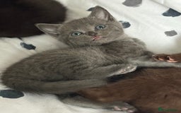 Russian Blue cats for sale: 6 beautiful kittens Russian Blue/Tabby - Image 4