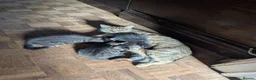 Mixed Breed cats for sale: Beautiful kittens ready for new homes NOW! in King's Lynn - Advert 34