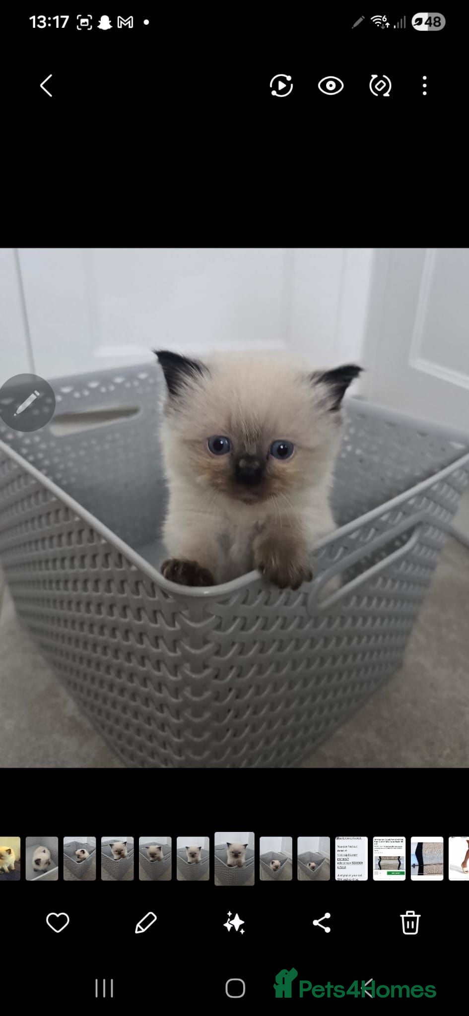 Ragdoll cats PEDIGREE RAGGDOLLS - Advert 1