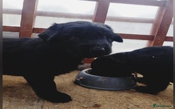 Mixed Breed dogs for sale: ✨ Gorgeous Black Golden Shepherd Puppies  - Image 11