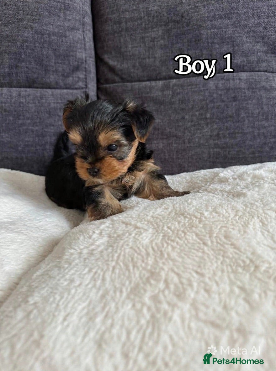 Yorkshire Terrier dogs Outstanding Pedigree Yorkshire Terrier Puppies ❤️ - Advert 2