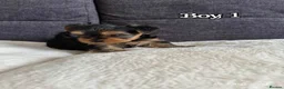 Yorkshire Terrier dogs for sale: Outstanding Pedigree Yorkshire Terrier Puppies ❤️ - Advert 15