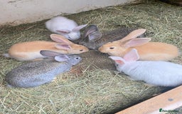 Continental Giant rabbits for sale: Continental Giant Baby Rabbits Ready to go - Image 1
