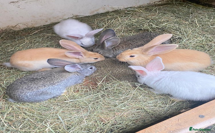 Continental Giant rabbits - Advert 1