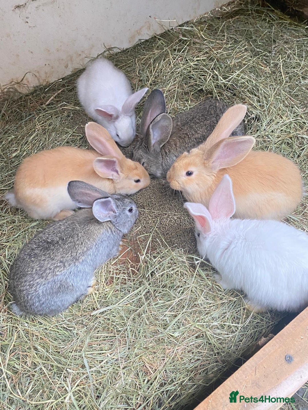 Continental Giant rabbits for sale: Continental Giant Baby Rabbits Ready to go - Image 1