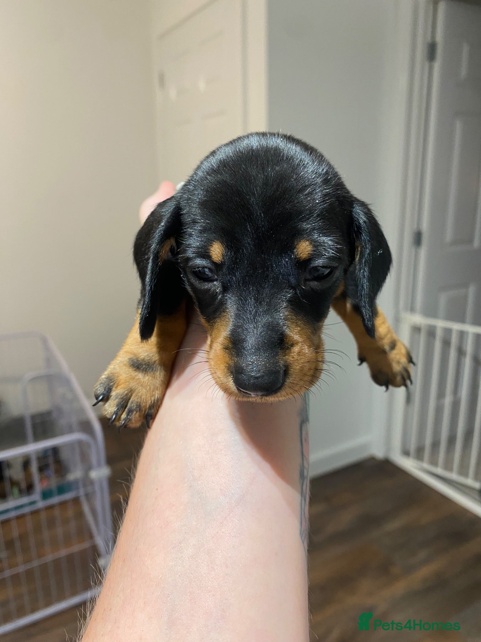 Miniature Dachshund dogs Miniature Dachshund Puppies - Advert 4