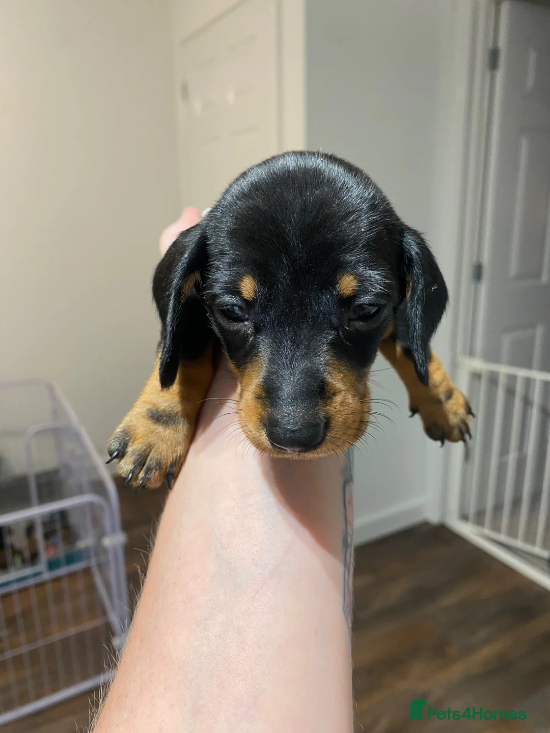 Miniature Dachshund dogs for sale: Miniature Dachshund Puppies - Advert 1