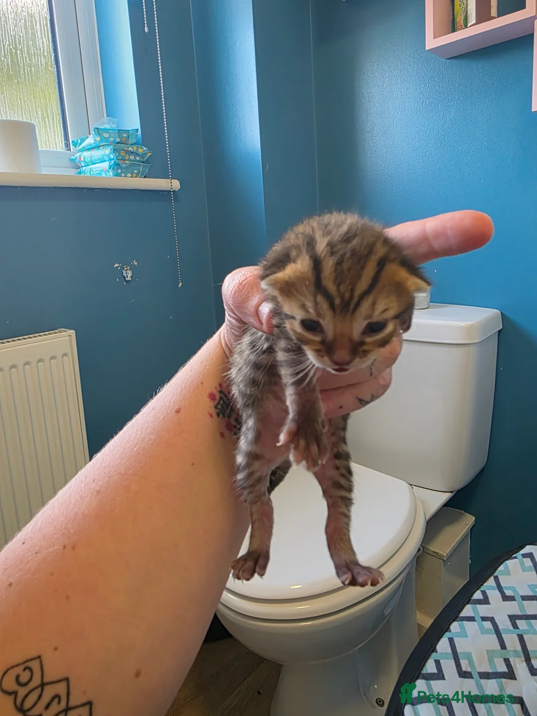 Bengal cats for sale: Quater bengal x mixed - Advert 2