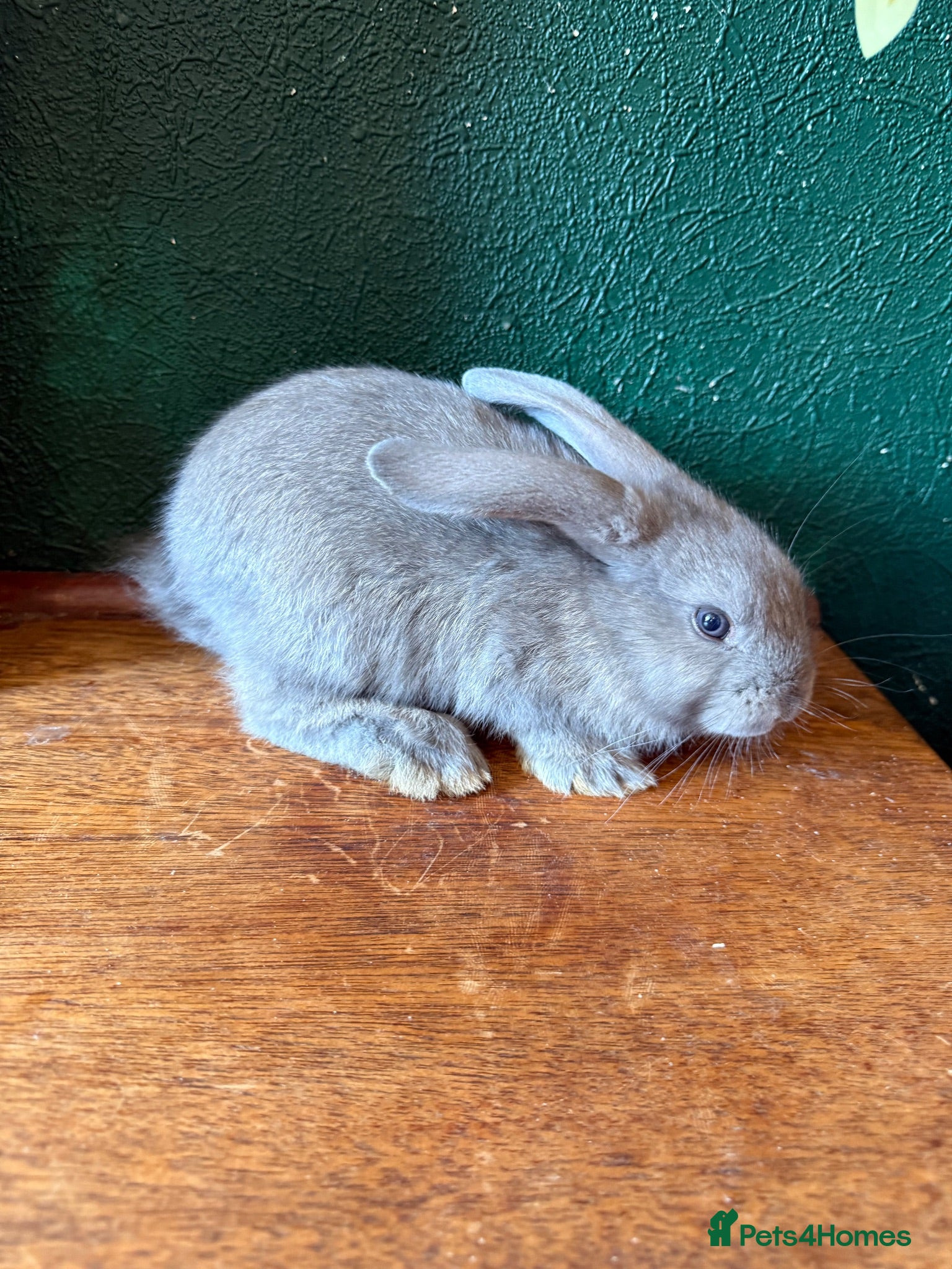 French Lop rabbits 1 Buck Left 🩶 French Lop x Continental Giant  - Advert 1