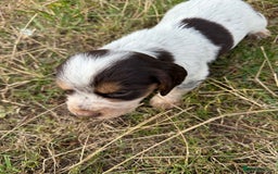 Cocker Spaniel dogs for sale: Extensively Health Tested KC Registered  - Image 11