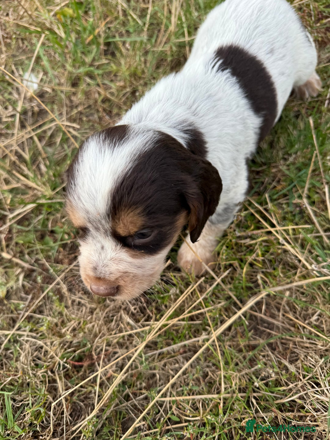 Cocker Spaniel dogs for sale: Extensively Health Tested KC Registered  - Image 11