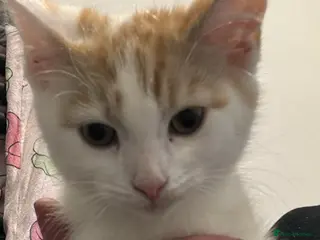 Mixed Breed cats Fluffy female ginger and white kitten - Advert 5