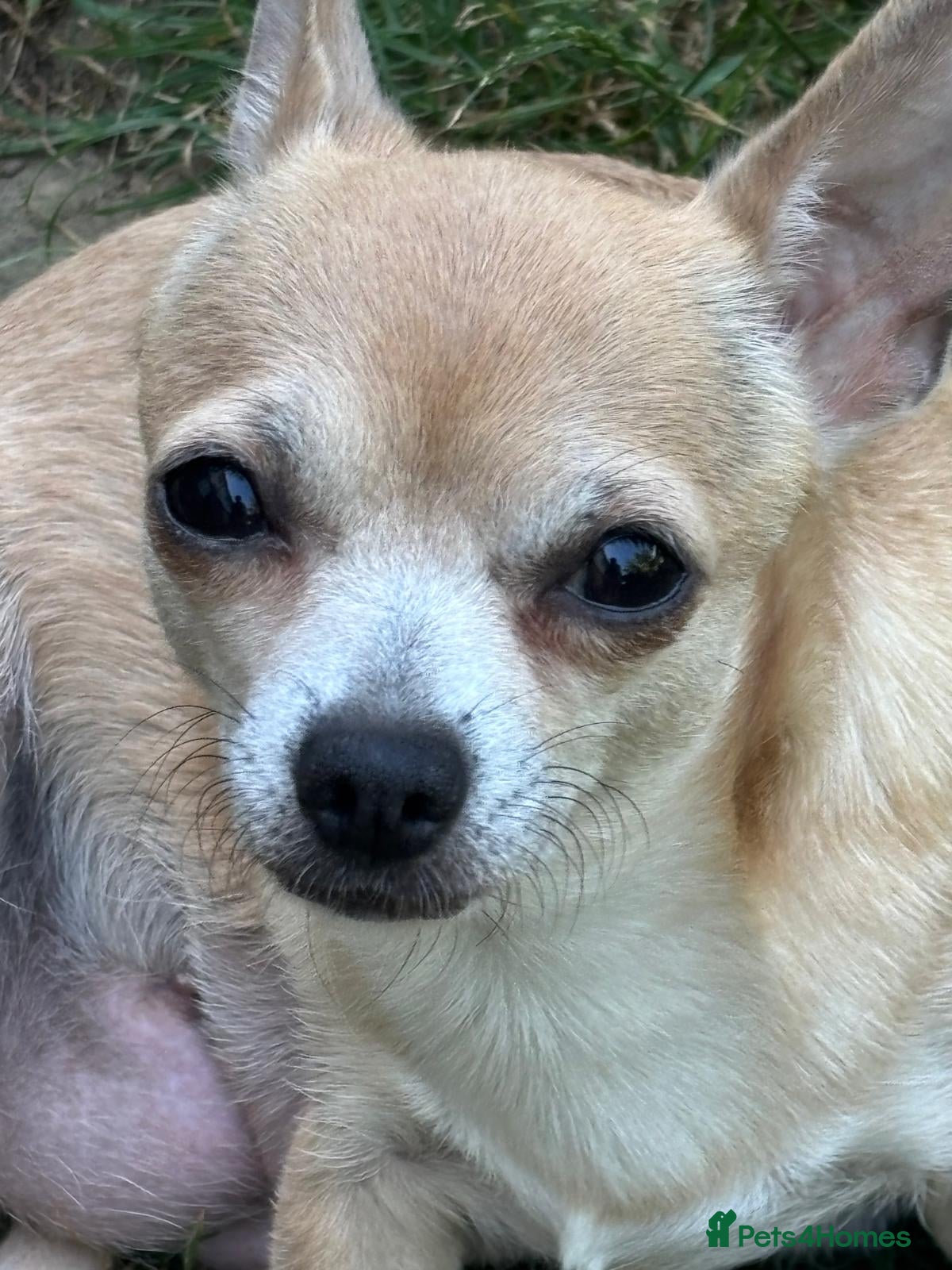 Chihuahua dogs Stunning short haired chihuahua pups - Advert 2
