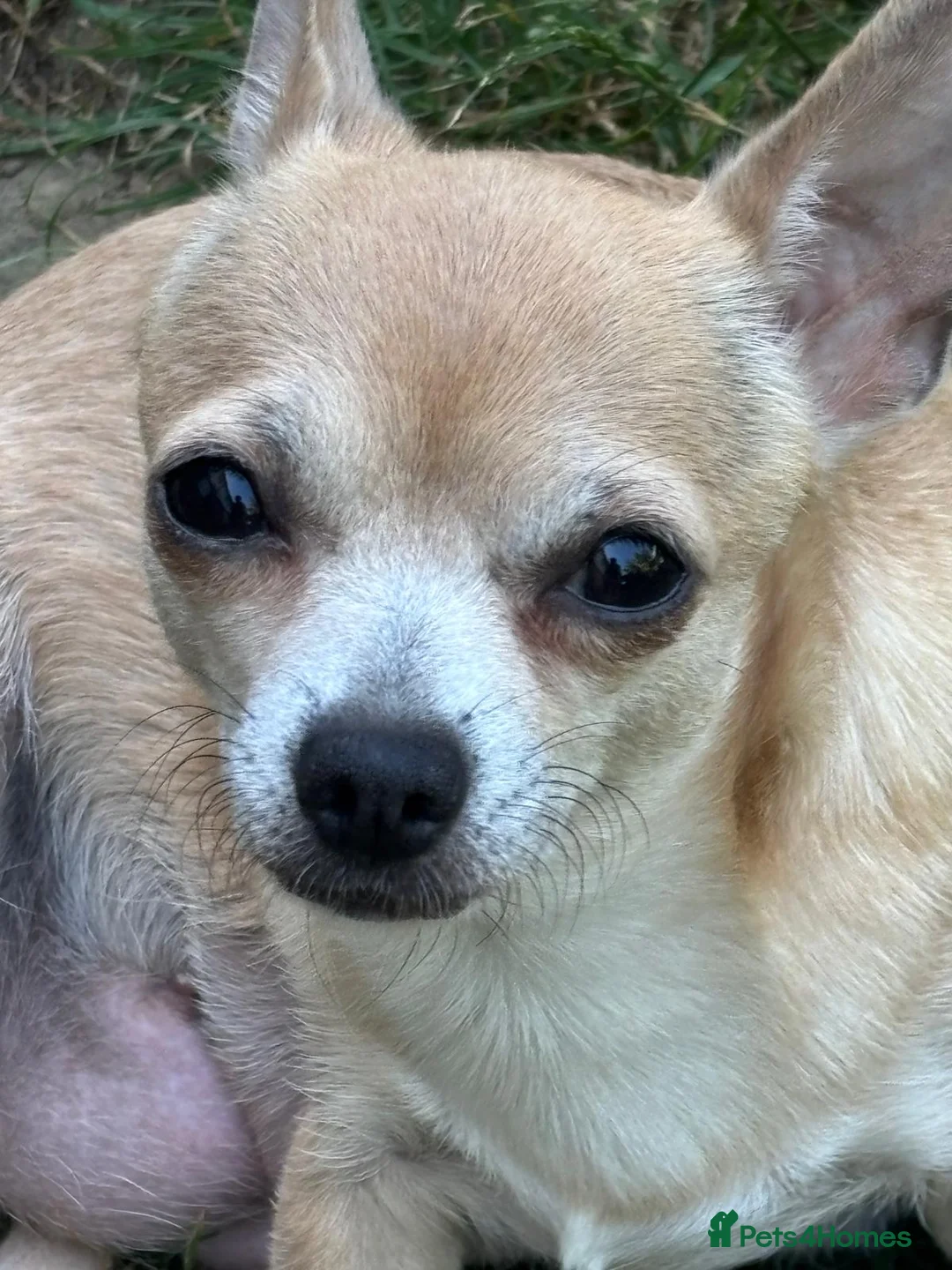 Chihuahua dogs for sale: Stunning short haired chihuahua pups - Advert 2