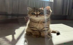 British Shorthair cats for sale: SOLD Sired by Champion FIFE dad -  Golden BSH - Image 30